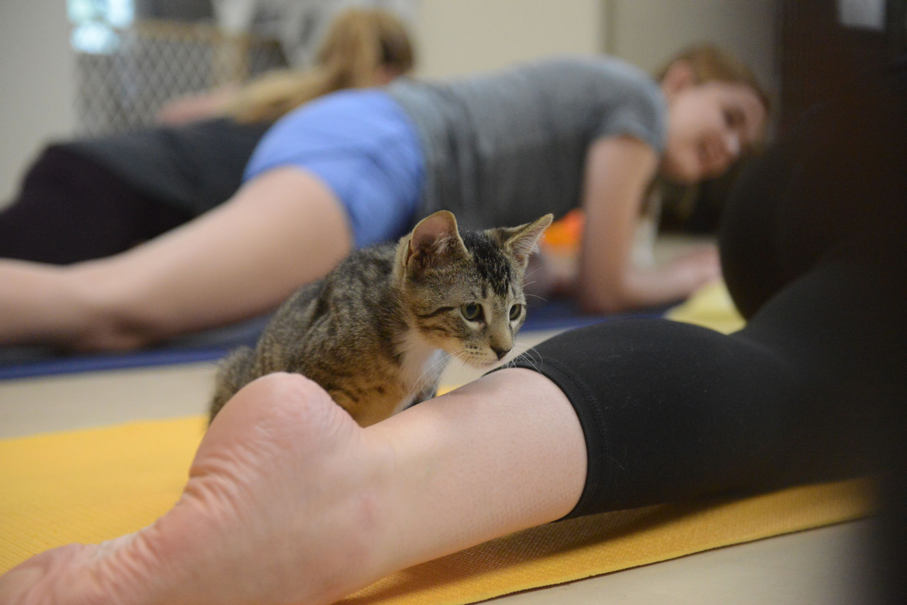 Cat Yoga at Aggieland Humane Society